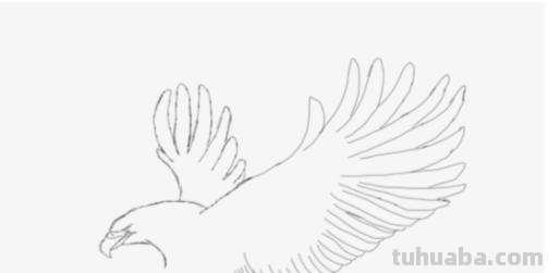 老鹰怎么画简笔画 铅笔画老鹰是怎么画的? 老鹰怎么画简笔画 铅笔画老鹰是怎么画的?