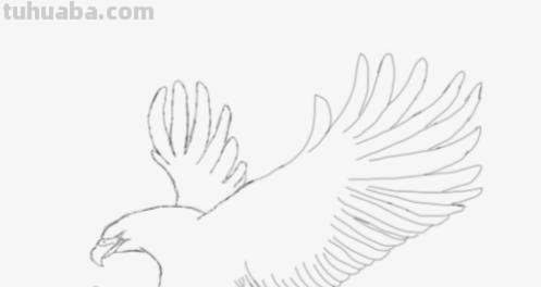 老鹰怎么画简笔画 铅笔画老鹰是怎么画的? 老鹰怎么画简笔画 铅笔画老鹰是怎么画的?