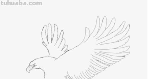 老鹰怎么画简笔画 铅笔画老鹰是怎么画的? 老鹰怎么画简笔画 铅笔画老鹰是怎么画的?