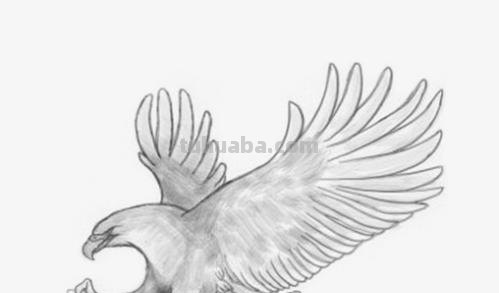 老鹰怎么画简笔画 铅笔画老鹰是怎么画的? 老鹰怎么画简笔画 铅笔画老鹰是怎么画的?