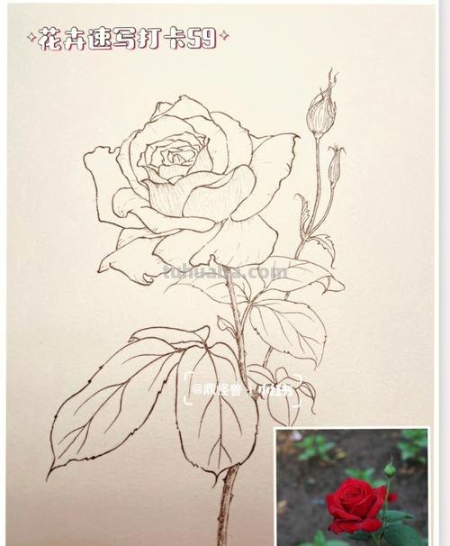 月季丛速写 简笔画月季花的画法？