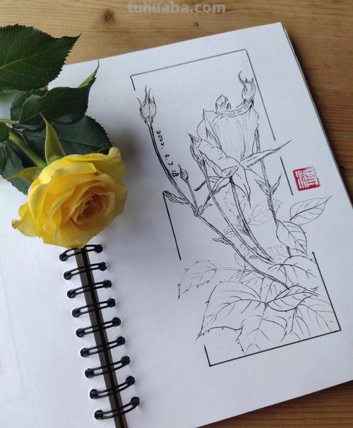 月季丛速写 简笔画月季花的画法？