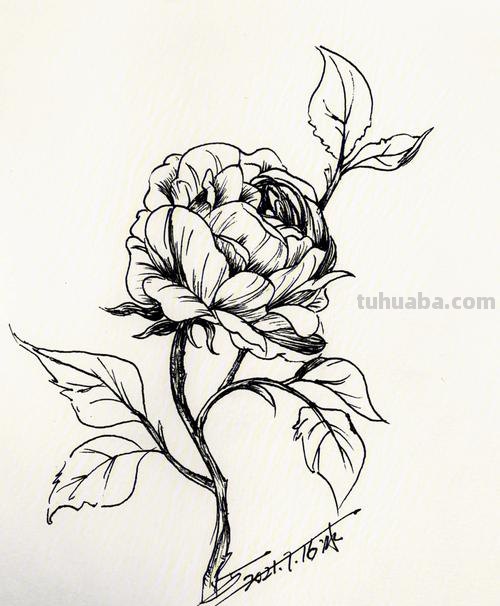 月季丛速写 简笔画月季花的画法？