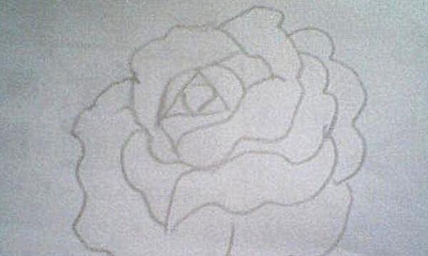 月季丛速写 简笔画月季花的画法？