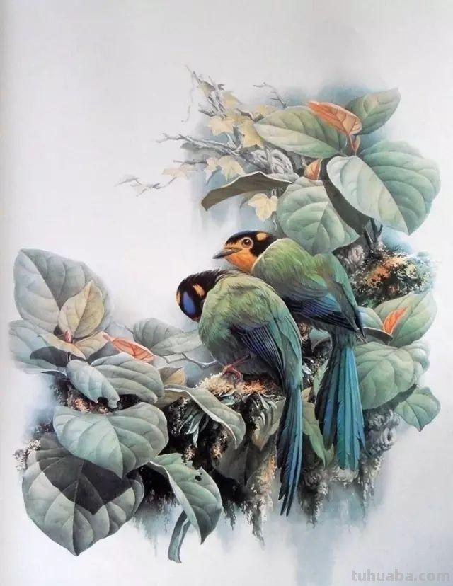 曾孝濂《百鸟图》科学与艺术的美