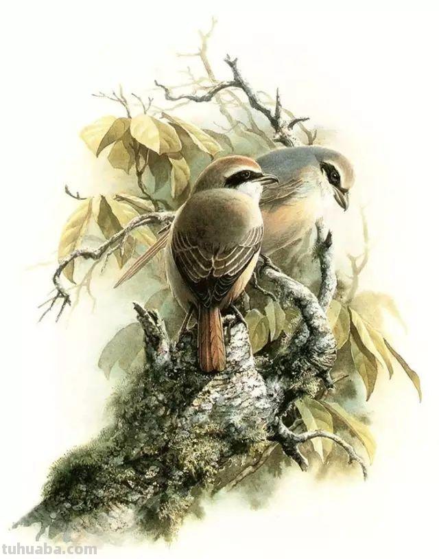 曾孝濂《百鸟图》科学与艺术的美