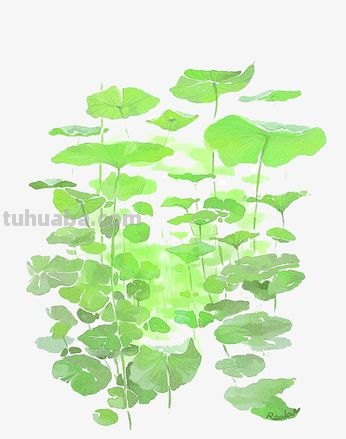 荷叶色彩:如何临摹荷叶色彩图片?