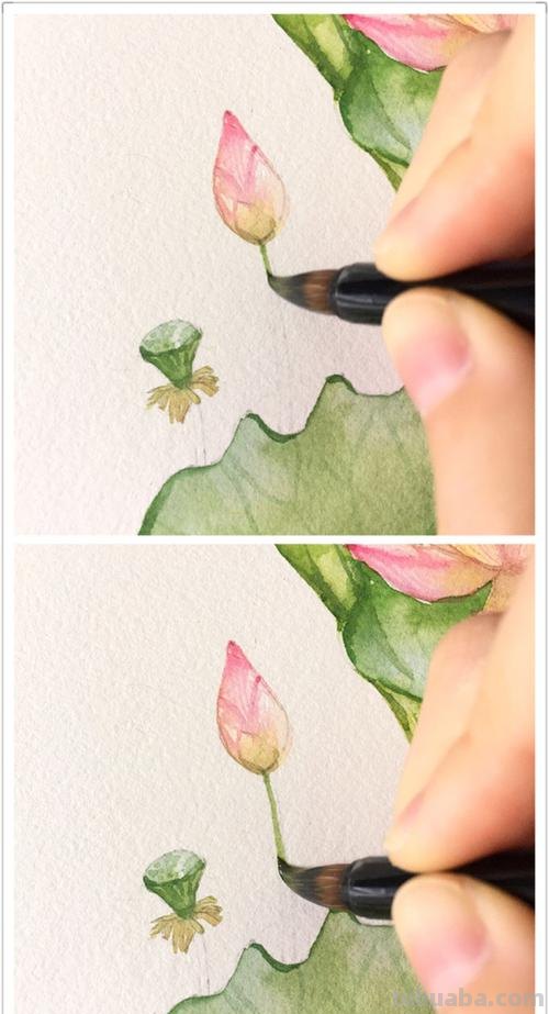 荷叶的色彩及荷叶的色彩画法