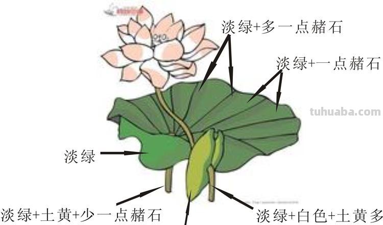 荷叶的色彩及荷叶的色彩画法