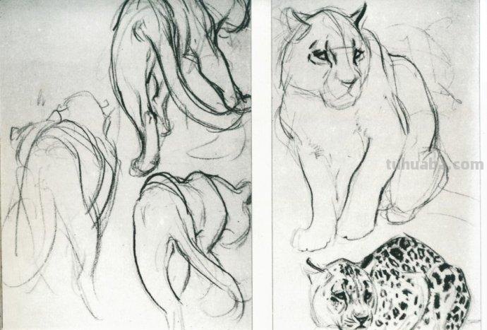 大师刘继卣的珍贵速写作品