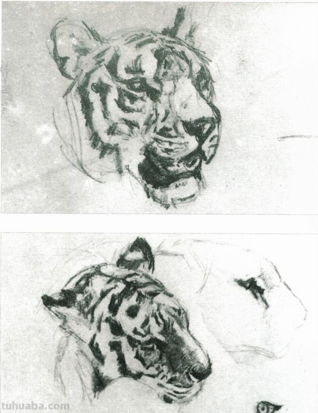 大师刘继卣的珍贵速写作品