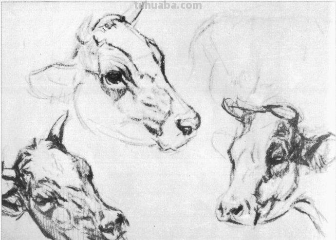 大师刘继卣的珍贵速写作品