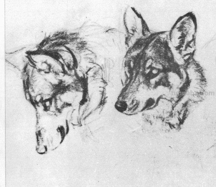 大师刘继卣的珍贵速写作品