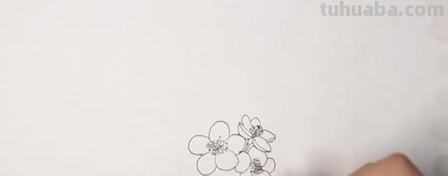 梅花用彩铅怎么画 怎样用铅笔画出梅花? 梅花用彩铅怎么画 怎样用铅笔画出梅花?