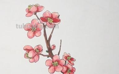 梅花用彩铅怎么画 怎样用铅笔画出梅花? 梅花用彩铅怎么画 怎样用铅笔画出梅花?
