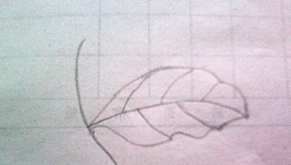 树叶简笔画怎么画 简笔画叶子的画法? 树叶简笔画怎么画 简笔画叶子的画法?