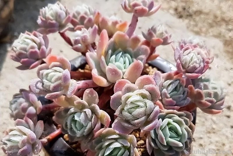 仙气十足的6种多肉，每一种都唯美好养，看看你家养了几种？