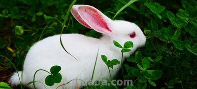 小白兔白又白下一句是什么