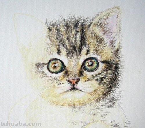 动物怎么画彩铅简单 彩色铅笔画可爱的小猫咪的教程详细步骤？