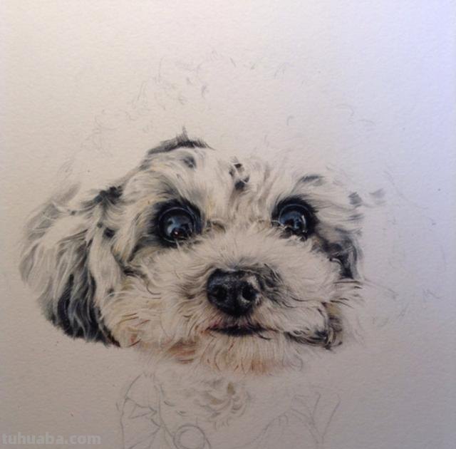 动物怎么画彩铅简单 彩色铅笔画可爱的小猫咪的教程详细步骤？