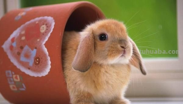 关于小兔子的儿歌 关于小兔子的儿歌