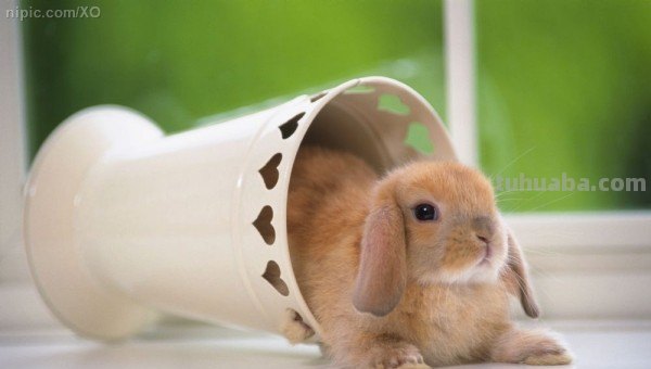 关于小兔子的儿歌 关于小兔子的儿歌