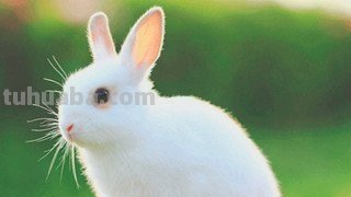 小白兔歌词是什么? 小白兔歌词是什么?