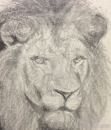 画技巧速写狮子 霸气狮子头绘画教程？