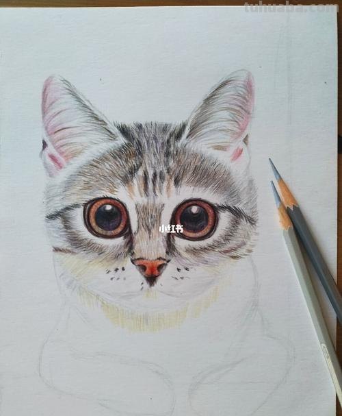 用彩铅怎么画猫 可爱的猫咪用格子本怎么画？