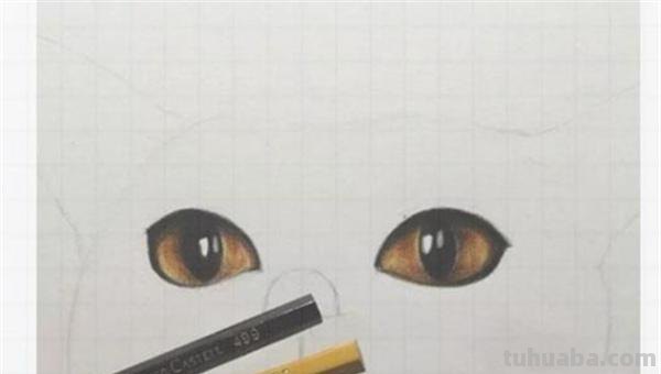 用彩铅怎么画猫 可爱的猫咪用格子本怎么画？