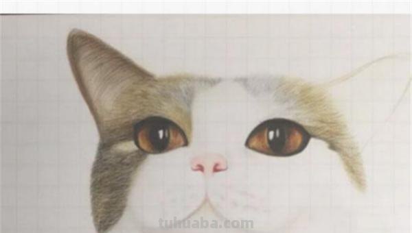 用彩铅怎么画猫 可爱的猫咪用格子本怎么画？