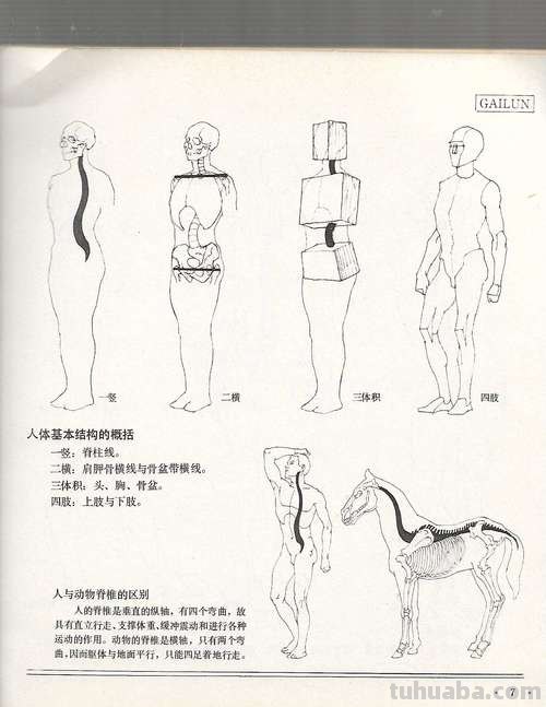 建华速写人体 速写人体比例口诀？