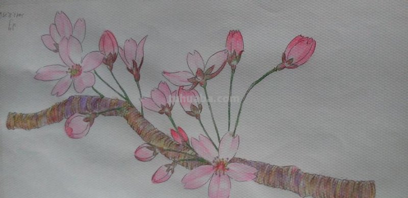 彩铅樱花怎么画视频 怎么用彩铅画樱花树下荡秋千的女孩的慢教程？