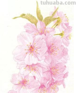 彩铅樱花怎么画视频 怎么用彩铅画樱花树下荡秋千的女孩的慢教程？