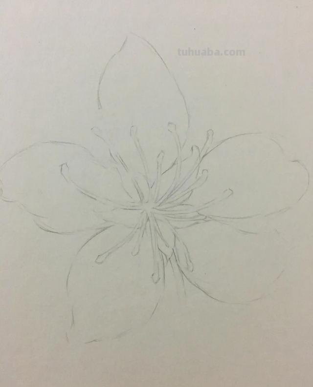 彩铅樱花怎么画视频 怎么用彩铅画樱花树下荡秋千的女孩的慢教程？