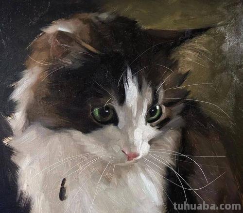 色彩猫图片及色彩猫咪图片大全，让你的眼睛为之一亮！ 