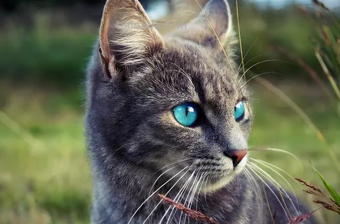 色彩猫图片及色彩猫咪图片大全，让你的眼睛为之一亮！ 