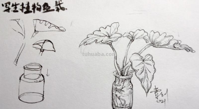 盆栽速写素材 如何画盆栽花？