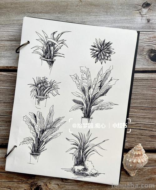 盆栽速写素材 如何画盆栽花？