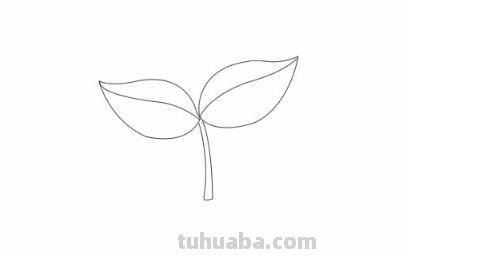 盆栽速写素材 如何画盆栽花？