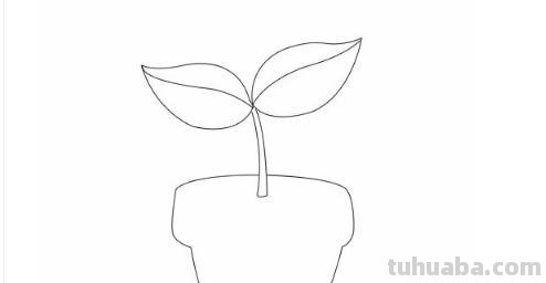 盆栽速写素材 如何画盆栽花？