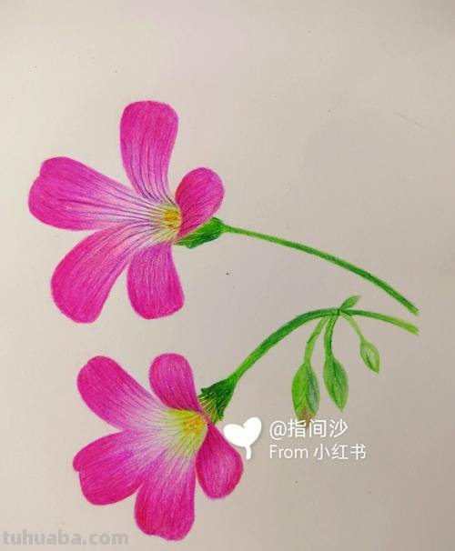 怎么用彩铅画野花 彩铅花朵图解教程1？