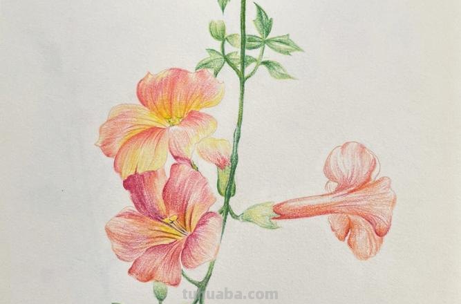 怎么用彩铅画野花 彩铅花朵图解教程1？