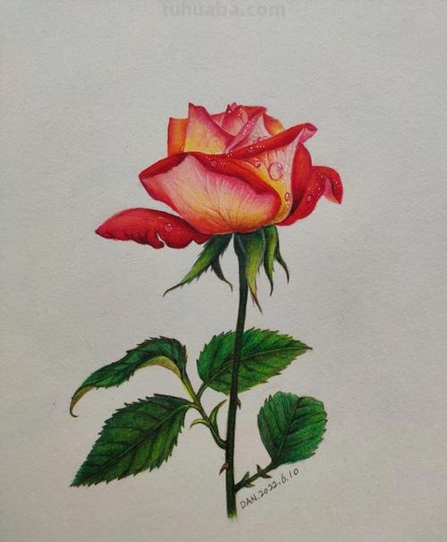 怎么用彩铅画野花 彩铅花朵图解教程1？