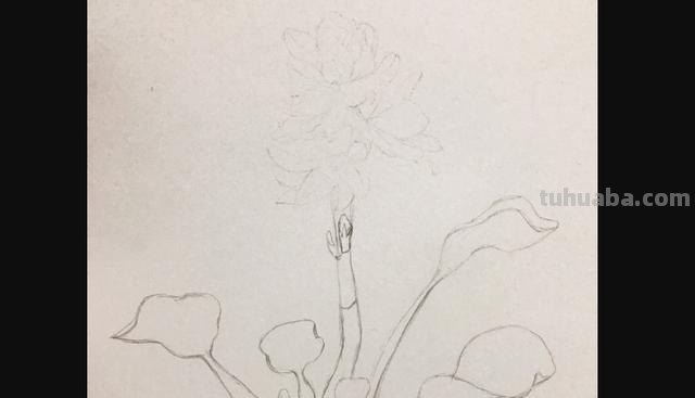 怎么用彩铅画野花 彩铅花朵图解教程1？