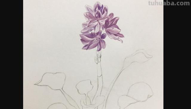 怎么用彩铅画野花 彩铅花朵图解教程1？