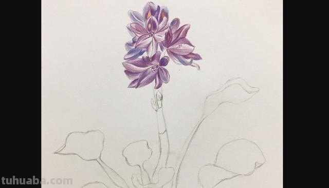 怎么用彩铅画野花 彩铅花朵图解教程1？