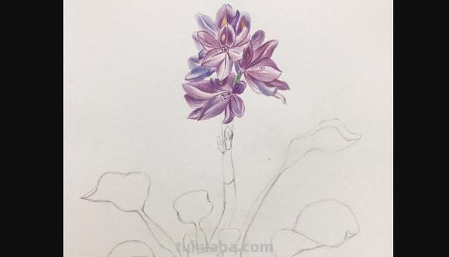 怎么用彩铅画野花 彩铅花朵图解教程1？