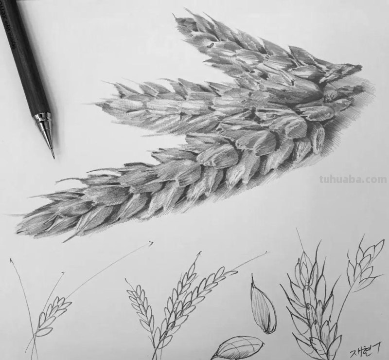 素描自学秘籍：一看就会，简单几步画出超写实食物
