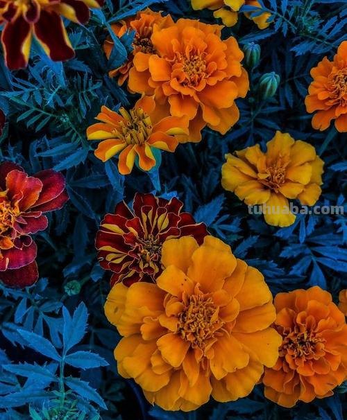 善用“色彩对比”,照片会更有吸引力